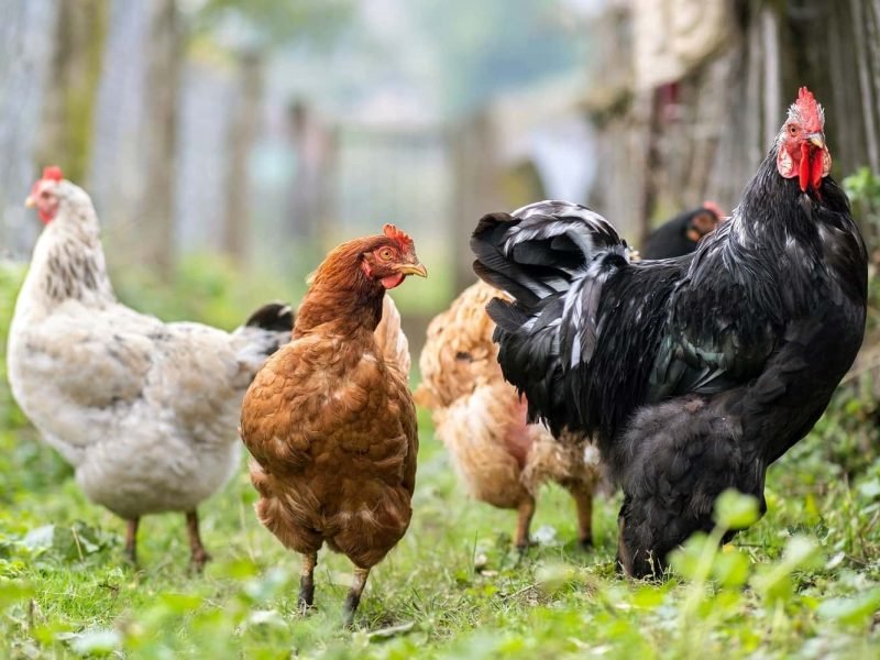 chicken-feeding-on-traditional-rural-barnyard-hen-2022-08-02-14-42-07-utc-min-v2.jpg chicken-feeding-on-traditional-rural-barnyard-hen-2022-08-02-14-42-07-utc-min-v2.jpg