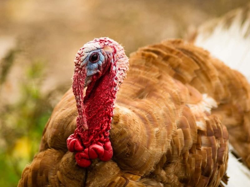 domestic-farm-turkey-stands-close-game-bird-portra-2021-08-26-22-38-12-utc-min-v2.jpg domestic-farm-turkey-stands-close-game-bird-portra-2021-08-26-22-38-12-utc-min-v2.jpg