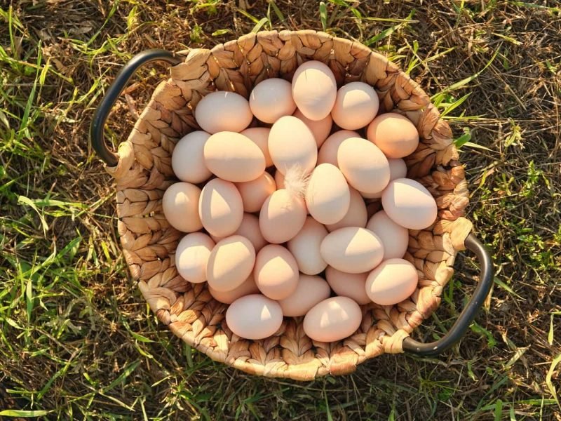 farm-fresh-chicken-eggs-in-basket-on-the-grass-in-2022-03-16-22-37-55-utc-min-v2.jpg farm-fresh-chicken-eggs-in-basket-on-the-grass-in-2022-03-16-22-37-55-utc-min-v2.jpg
